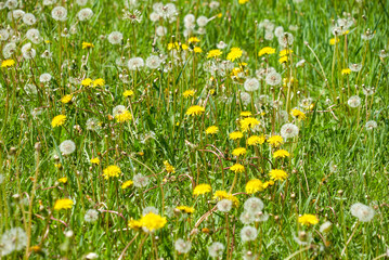 floral summer background - field with blooming dandelions and fluffy dandelions in the foreground