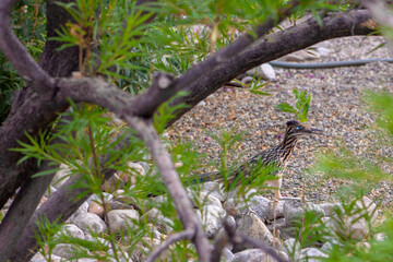 Roadrunner bird camouflaged by green shrub in a desert garden in residential neighborhood in New Mexico, USA 