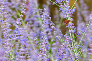 Orange moth sits on a lavender bush in Albuquerque, New Mexico, USA