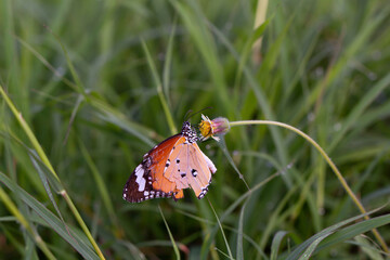 A butterfly perched on a flower in the meadow