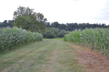 between the corn