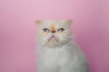 Fototapeta premium Himalayan Cat Cream Point on pink background