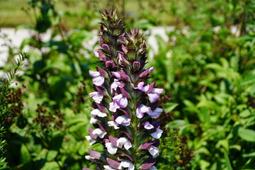 The upright white and purple flowers of Bear's Breeches 'Morning's Candle'