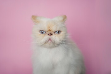 Fototapeta premium Himalayan Cat Cream Point on pink background