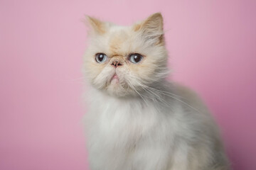Fototapeta premium Himalayan Cat Cream Point on pink background