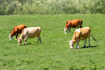 Cows in a fresh grassy field.