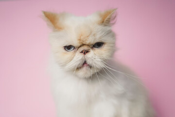 Fototapeta premium Himalayan Cat Cream Point on pink background