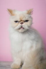 Fototapeta premium Himalayan Cat Cream Point on pink background