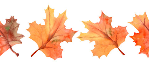Fototapeta na wymiar Autumn maple leaves. Repeating the summer horizontal border. Flower watercolor. Compositions for greeting cards or invitations. Watercolor Illustration