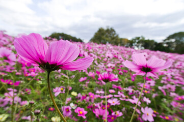 This is the Cosmos Garden.Cosmos flowers are in full bloom.