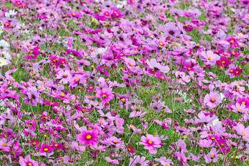 This is the Cosmos Garden.Cosmos flowers are in full bloom.