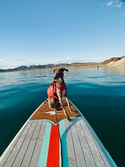 Dog on boat