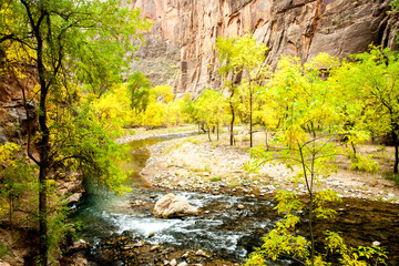 Trees showing fall colors and sedimentary rock and sandstone formations along the Virgin river canyon in Zion National Park, Utah