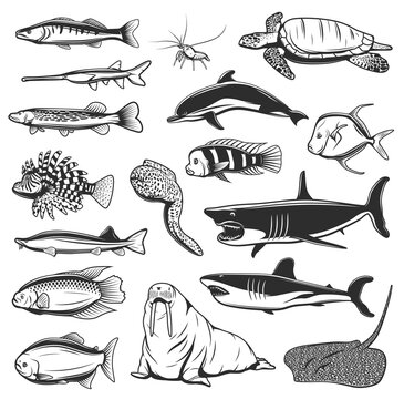 Sea fish and animals vector design with isolated icons of ocean shark, dolphin, shrimp or prawn, sea turtle, moray eel, stingray and pike, walrus, lionfish and clownfish. Marine animal, seafood design