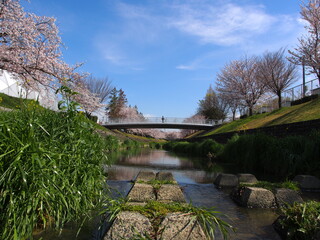 春の水無瀬川