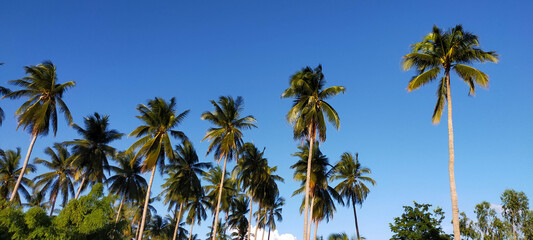View of coconut trees with the sky.