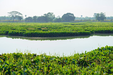 Green pads of water hyacinth in lake