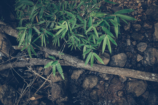 bush and a piece of broken tree branch in the side of a stream