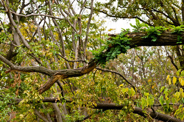 Trees broken by the strong wind of a typhoon.