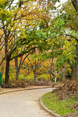 Fototapeta premium A walking path in a park surrounded by trees.