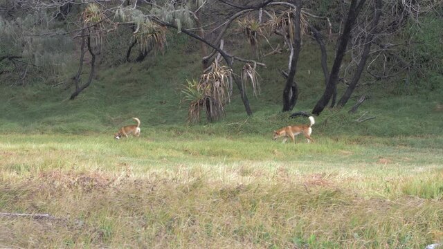 Dingos walking in the bush near the beach on Fraser Island (Australia)