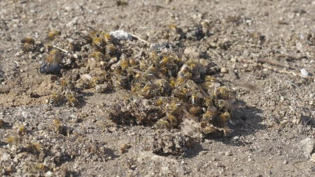 Honey bees aggressively climb over one another to feed off the ground, close up