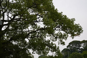 tree and sky with birds on it