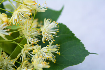 Flowers of linden, fragrant medicine herbal and healthcare tea ingredient