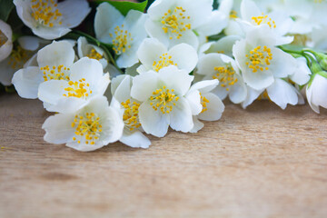 Fototapeta premium White jasmine flowers, traditional green tea ingredient, aromatherapy flavor