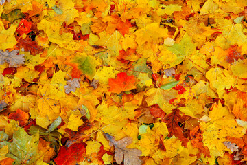 Naklejka na ściany i meble Autumn multicolored maple leaves lie on grass