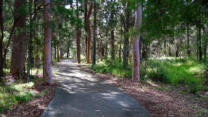 Sunlit pathway through open forest, Coochiemudlo Island, Queensland, Australia.
