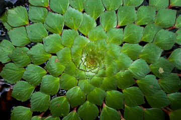 mosaic plant in pond