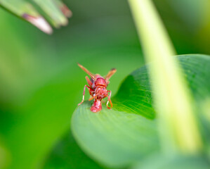 Selective focus, A bee is eating its prey on the green leaves in the Khao Yai National park Thailand . Insect & Nature Close -up 