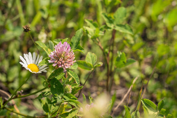 Chamomile and clover in the field. Flowering plants in a green meadow.