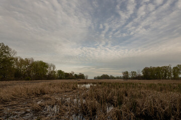Swamp Trail