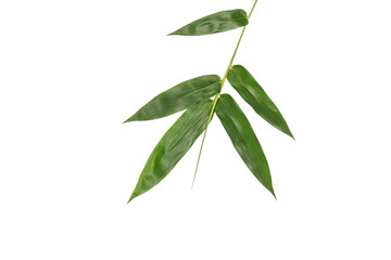 Bamboo leaves, isolated on white background. Fresh, green bamboo-leaves, zen-like. Single object
