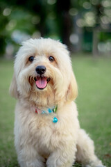 Looking up brown cute poodle puppy sitting on ground, Cute white poodle dog on green park background, background nature, green, animal, relax pet, puppy poodle dog sit down looking