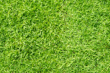 Green grass for the background