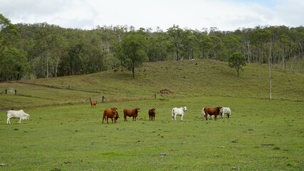 Herd of brown and white Brahman type beef cattle in a paddock with hill and trees in the background.