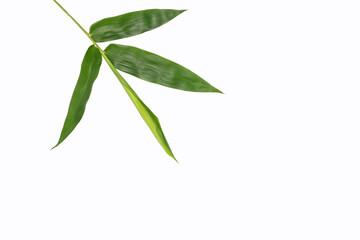 Bamboo leaves isolated on white background, fresh green bamboo leavesclipping paths with copy free space.
