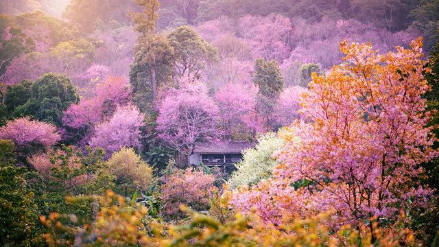 Beautiful Pink Cherry Blossom or Sakura flower blooming over  mountain village, khun chang kian, Chiangmai, Thailand