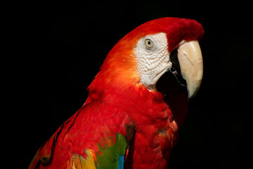 Naklejka premium Macaw Bird