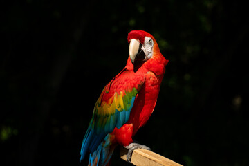 Macaw Bird