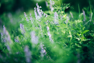 Blooming beautiful flowers in the meadow, spring time, summer time, background