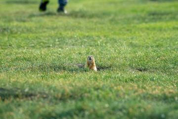 a small wild gopher has dug a hole on an Amateur football field and is looking around