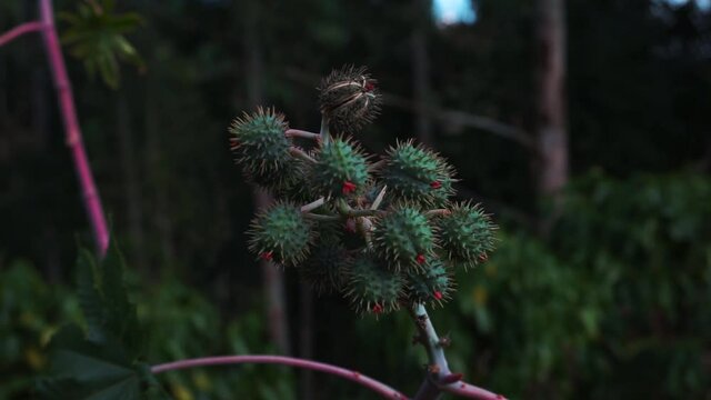 Castor, Ricinus wind in a farmer in brazil