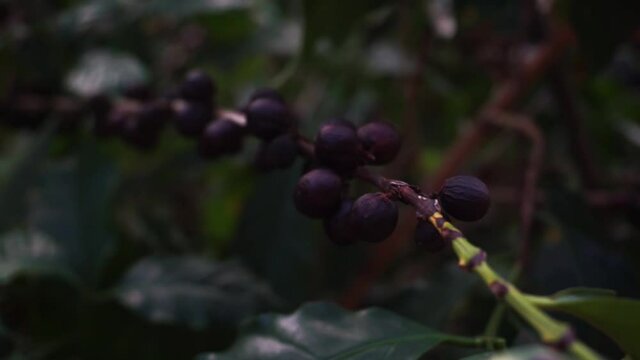 Coffee fruit, coffee plantation in a farm in brazil
