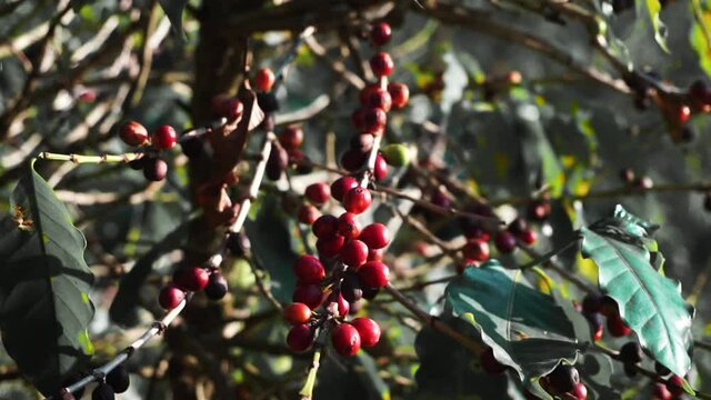 Coffee fruit, coffee plantation in a farm in brazil