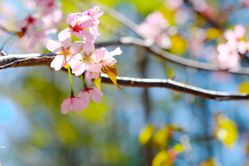 Obraz premium 日本の美しい桜
