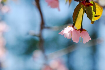 日本の美しい桜